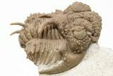Spiny Lichid (Hoplolichoides) Trilobite - St Petersburg, Russia #200386-3